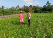 Dukung Swasembada, Warga Desa Jagaraga Diajak Tanami Lahan Kosong