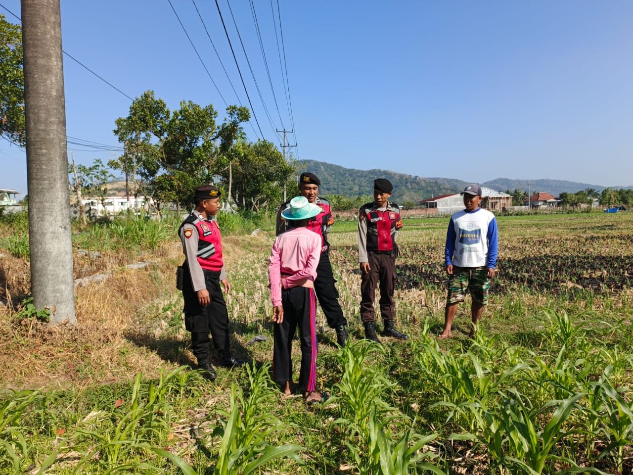Polri Hadir Bantu Petani Jagung Wujudkan Swasembada di Lombok Barat