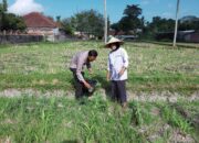 Polsek Kuripan Galakkan Pertanian Pekarangan Demi Kesejahteraan Warga