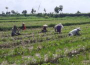 Bhabinkamtibmas Desa Montong Are Hadirkan Dialog Pertanian dan Keamanan