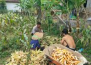 Ketahanan Pangan Lombok Barat: Polisi dan Petani Jagung Eyat Mayang Bersinergi Jaga Ketersediaan