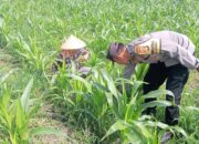 Sinergi Kepolisian dan Warga Desa Kuripan, Perkuat Kamtibmas dan Ketahanan Pangan