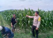 Warga Dusun Lamper Antusias Dukung Program Ketahanan Pangan Desa