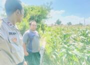 Polri Hadir untuk Pangan: Petani Desa Labuapi Didukung Tanam Jagung di Lahan Kosong