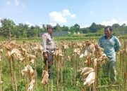 Situasi Desa Merembu Kondusif, Polisi Ajak Warga Fokus pada Kemandirian Pangan