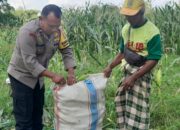 Panen Jagung Dusun Jerneng: Polsek Labuapi Dorong Swasembada Pangan Lokal