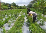 Polri Hadir Dukung Warga Jagaraga Wujudkan Desa Mandiri Pangan