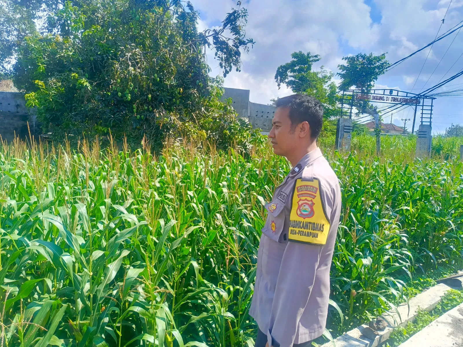 Kehadiran Polisi di Ladang Jagung, Bukti Sinergi Polri dan Petani di Lombok Barat