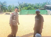 Sinergi Polisi dan Petani Jaga Pasokan Jagung di Lombok Barat