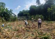 Kemandirian Pangan: Bhabinkamtibmas Kuripan Kunjungi Petani Jagung