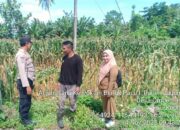 Bhabinkamtibmas Kediri Lobar dan PPL Tinjau Panen Jagung, Jaga Kestabilan Pangan Desa