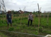 Sinergi Polri dan Petani Jagaraga Wujudkan Kemandirian Pangan