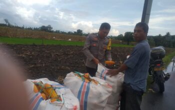 Harga Jagung di Lombok Barat: Polisi Imbau Petani Jual ke Bulog