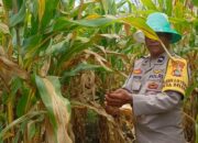 Bhabinkamtibmas Desa Beleka Dampingi Petani Serahkan Hasil Panen ke Bulog