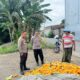 Polsek Labuapi Bantu Petani Amankan Harga Panen Jagung ke Bulog
