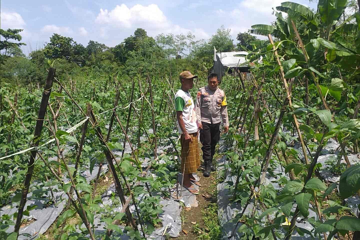 Benteng Pangan Mikro: Bhabinkamtibmas Motivasi Warga Lombok Barat Garap Lahan Produktif