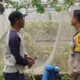 Polsek Labuapi Dorong Ketahanan Pangan di Desa Bengkel