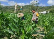 Langkah Polsek Gerung Perkuat Kemandirian Pangan