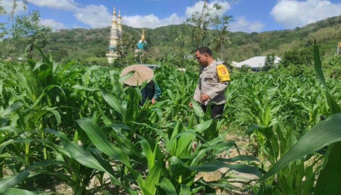 Langkah Polsek Gerung Perkuat Kemandirian Pangan