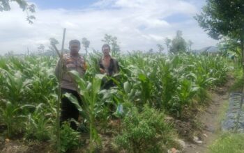 Langkah Polsek Gerung Optimalkan Potensi Tani di Beleka